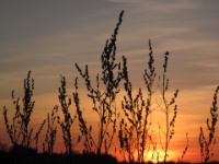 2016-05-08 21h25m10 - Avondlucht bij avondexcursie veld - Gerda van der Meer